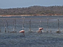 20030301Flamingos2.JPG