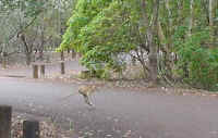 Na de jumping crocs zagen we ook nog een jumping kangaroo. En die doet dat zonder worst voor zijn neus.