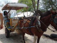 Paard en wagen op Gili Air
