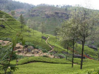 Theeplantages in de hills