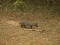 Mongoose, de vijand van de cobra