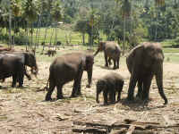 In het olifantenweeshuis in Pinnewala