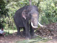 Een van de weinige Sri Lankese olifanten met slagtanden