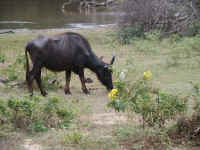 Een van de vele buffels