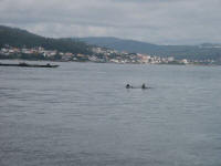 Caraminal met op de voorgrond een stel dolfijnen en een van de vele viveros, de mosselvlotten.
